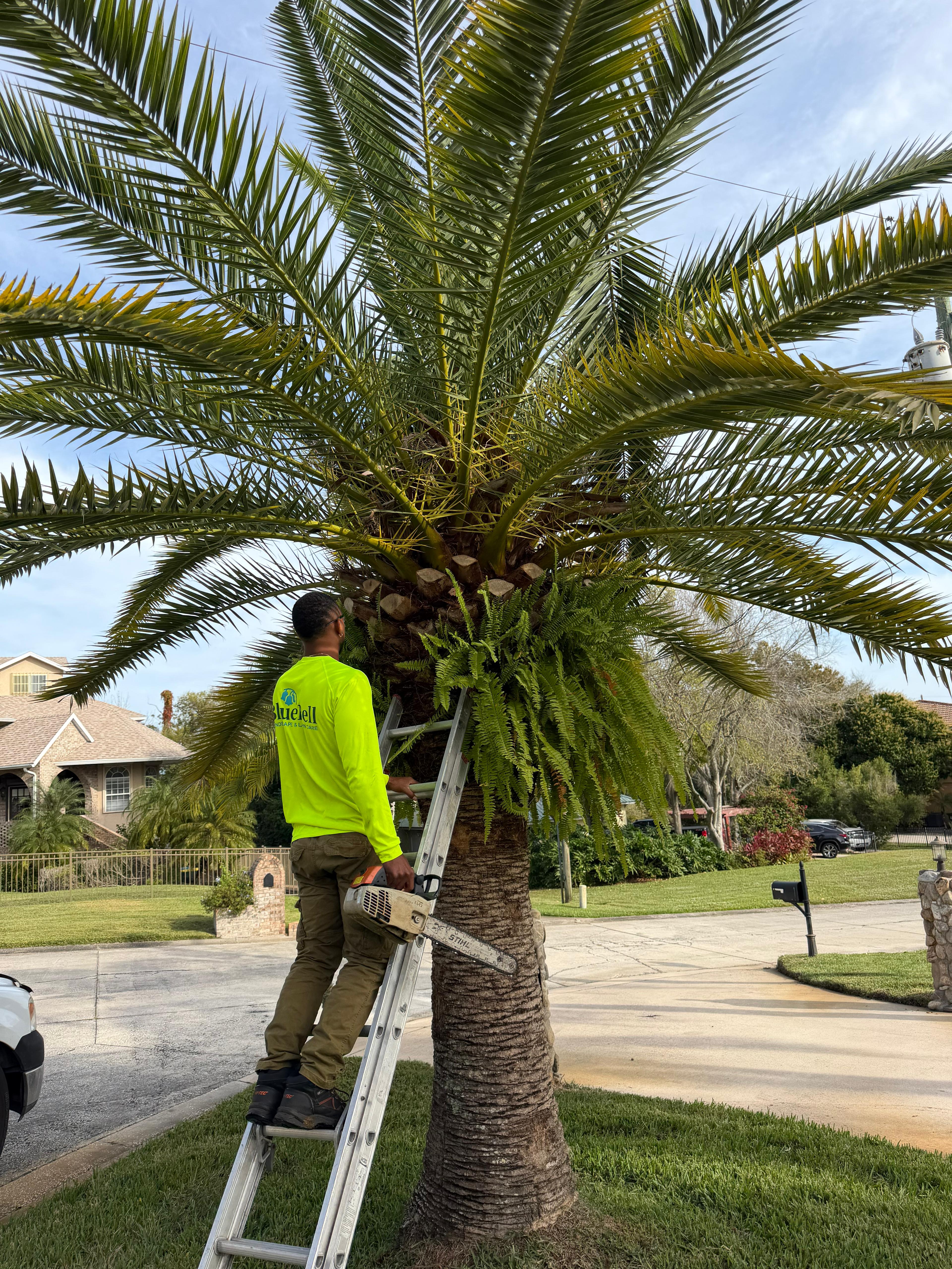 Tree & Bush Trimming